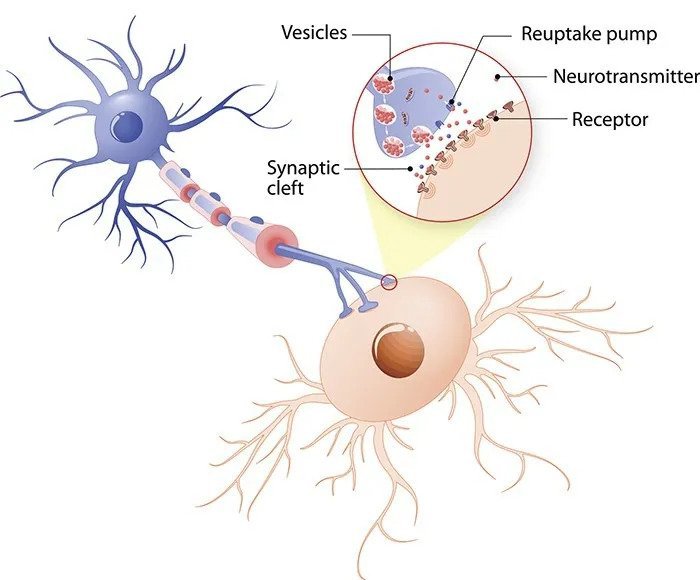 How neurotransmitter work