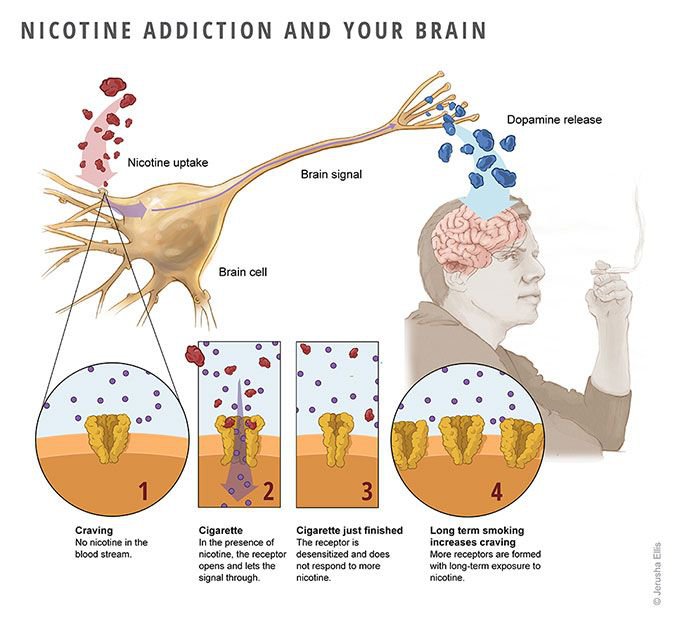 Nicotine addiction and human brain - how it works